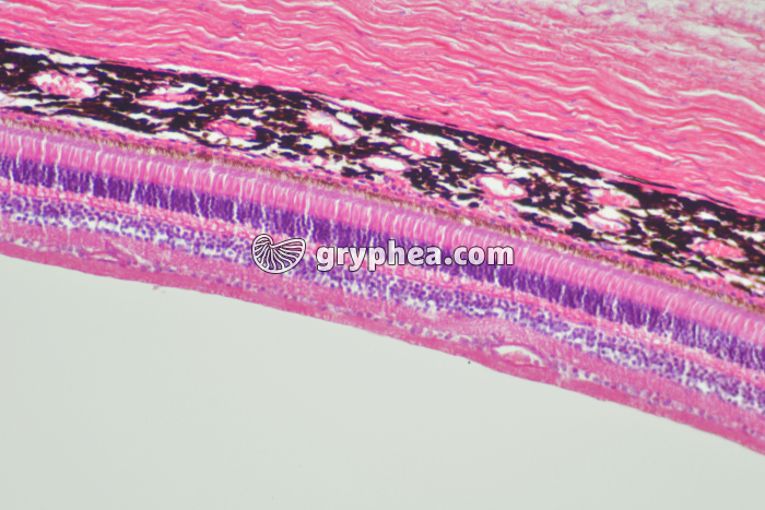 Rétine - choroïde - sclérotique x50 - gryphea.org